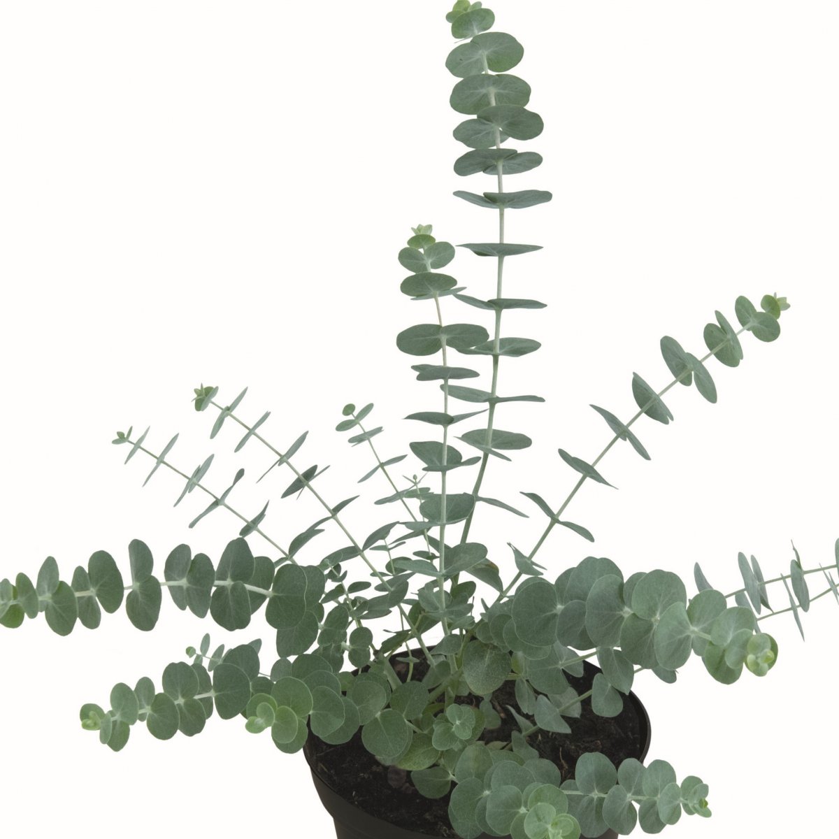 Eucalyptus, Stickling 3-pack - Eucalyptus cinerea Baby Blue Bouquet