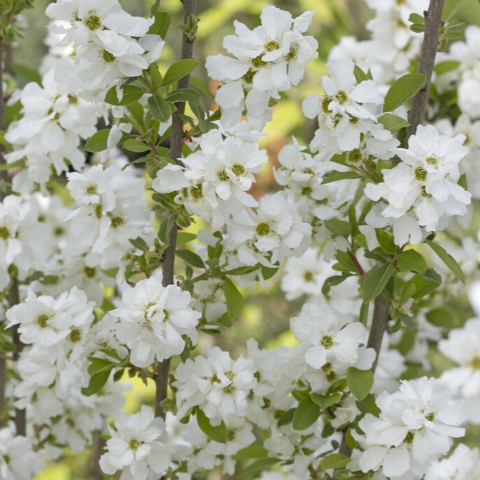 Pärlbuske - Exochorda x macrantha Magical Springtime ® (Storlek: busk C3)