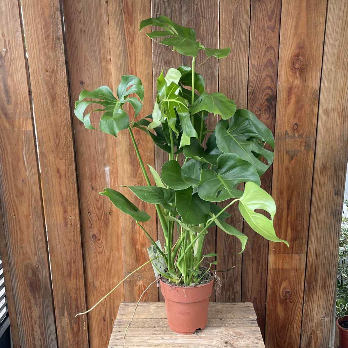 Monstera deliciosa, Monstera - Monstera deliciosa