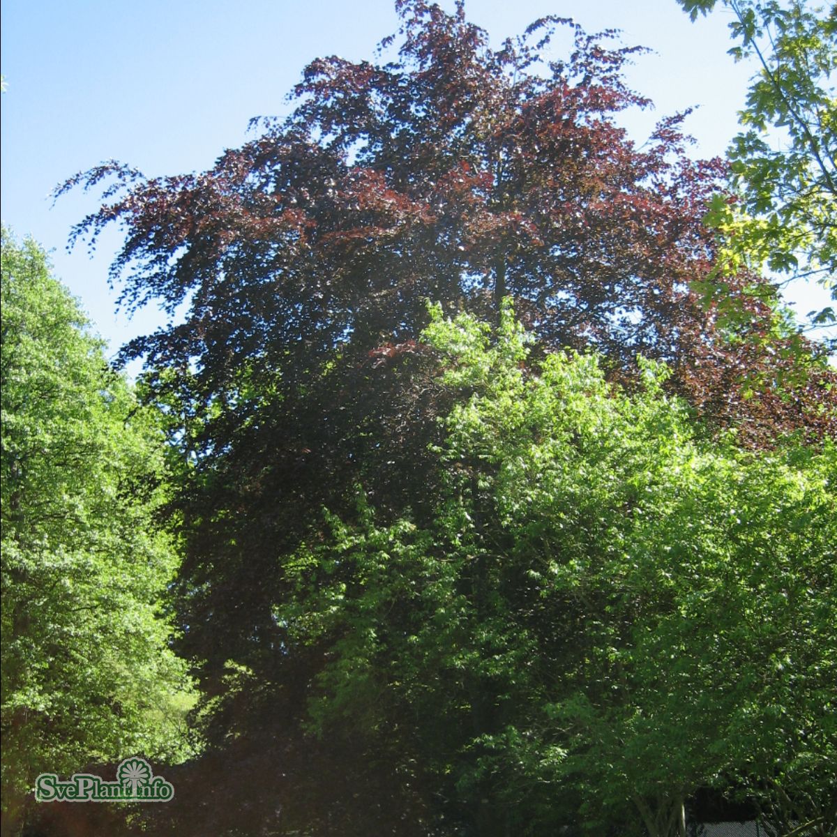 Blodbok - Fagus sylvatica Swat Magret (Storlek: 150-175 C10)