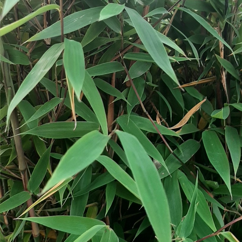Bergbambu - Fargesia murielae Malachite Monkeys ® (Krukstorlek: 5L)