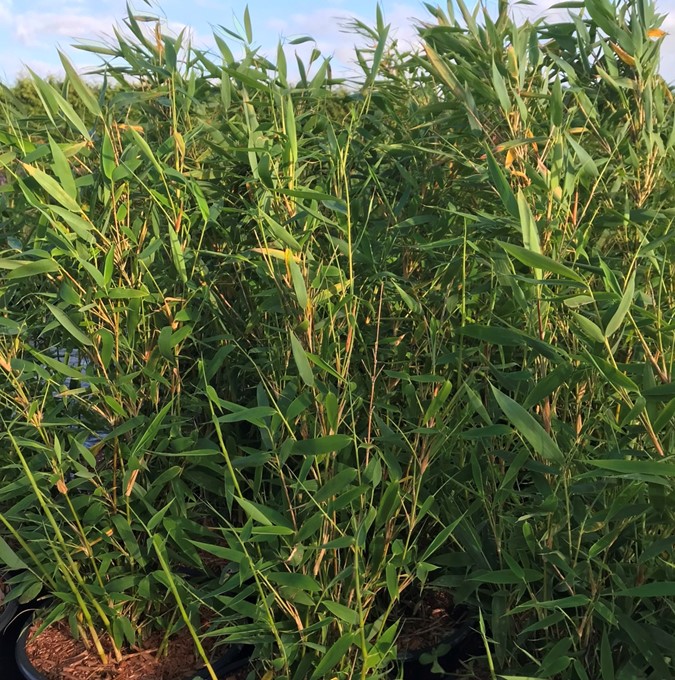 Bergbambu - Fargesia murielae Panda (Krukstorlek: C5)