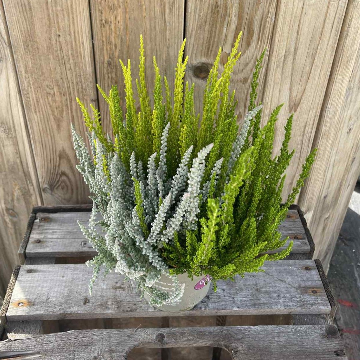 Calluna Sunset Trio, Ljung-mix - 12cm - Höstväxter