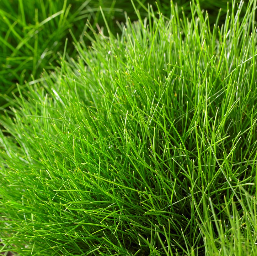 Bj&ouml;rnsvingel - Festuca gautieri (Krukstorlek: 0,5-1L)