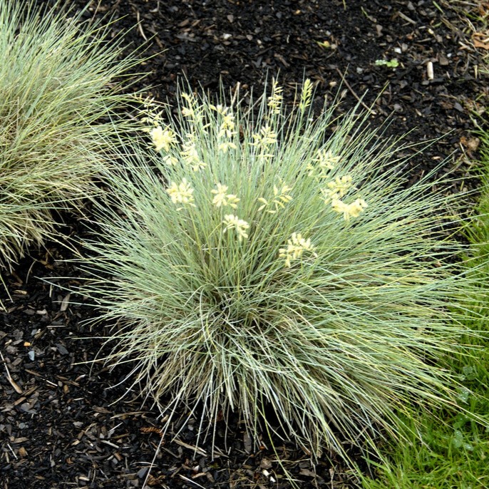 Blåsvingel - Festuca glauca Golden Toupee (Krukstorlek: 0,5-1L)