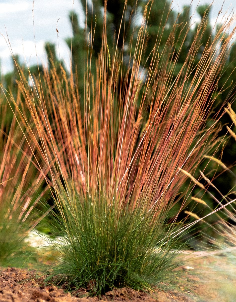 Blåsvingel - Festuca glauca Sunrise (Krukstorlek: 0,5-1L)