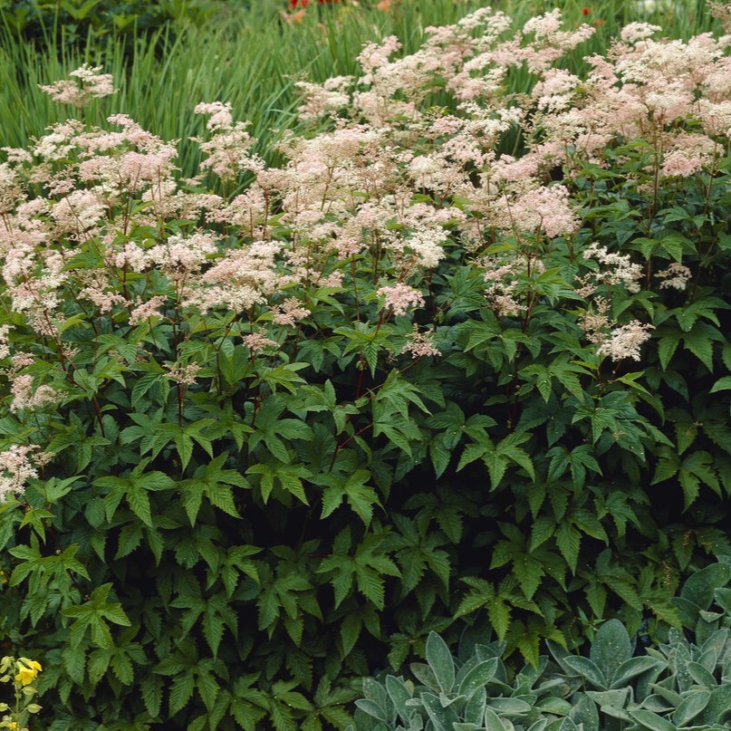 Japanskt &auml;lggr&auml;s - Filipendula purpurea Elegans (Krukstorlek: 0,5-1L)