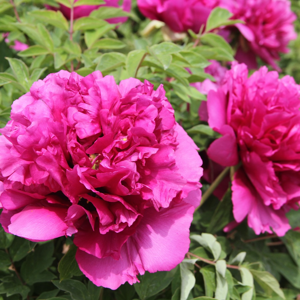 12 semi peonia albero, Paeonia rockii colori misti - rosa 4 12 semi peonia albero, Paeonia rockii colori misti - rosa 4