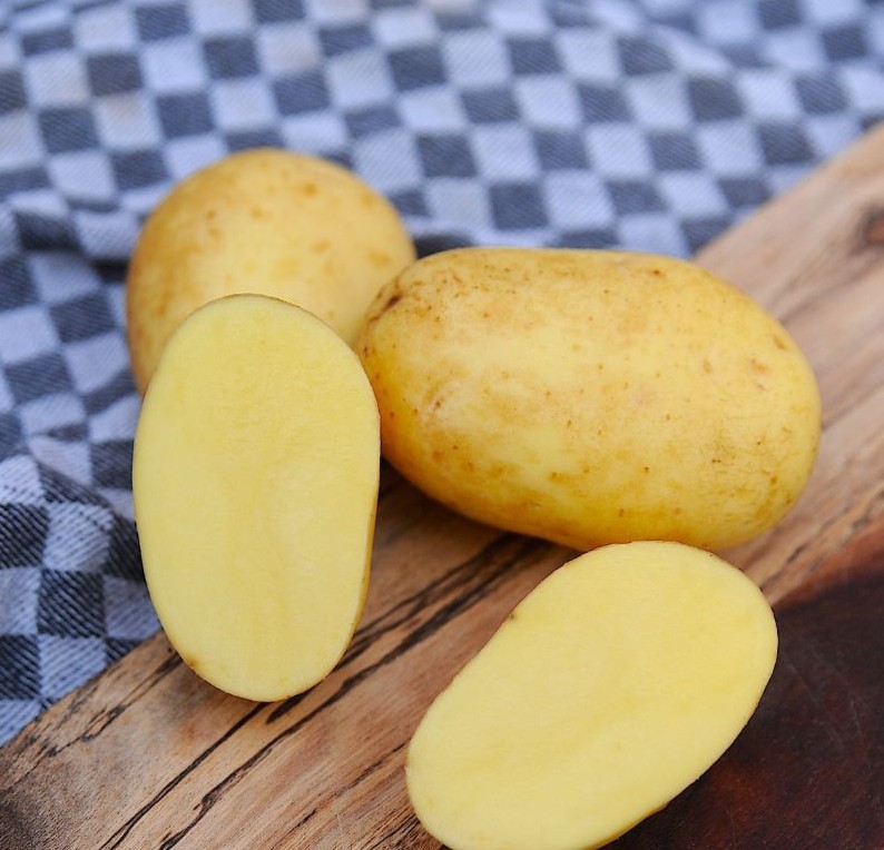 Sättpotatis Fonia (Storlek: 1kg)