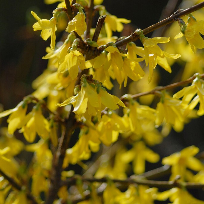 Hybridforsythia - Forsythia x intermedia Maluch (Storlek: 30-40 C2,5)