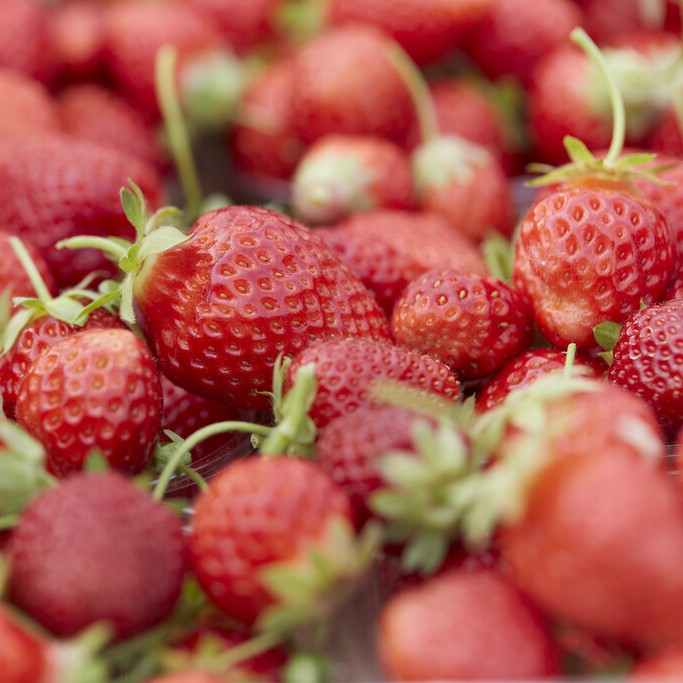 Jordgubbe - Fragaria x ananassa Florentina