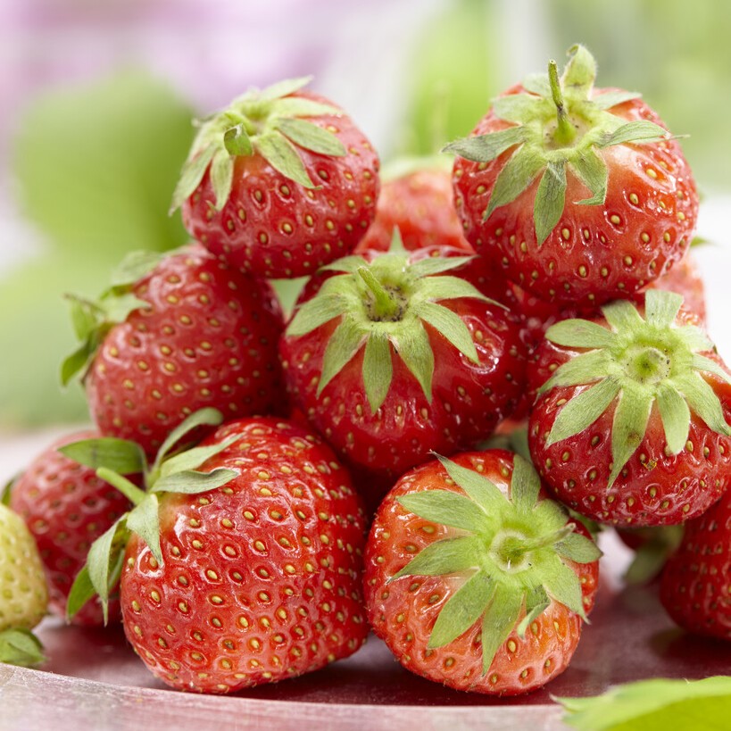 Jordgubbe - Fragaria x ananassa Lambada (Krukstorlek: 0,5-1L)