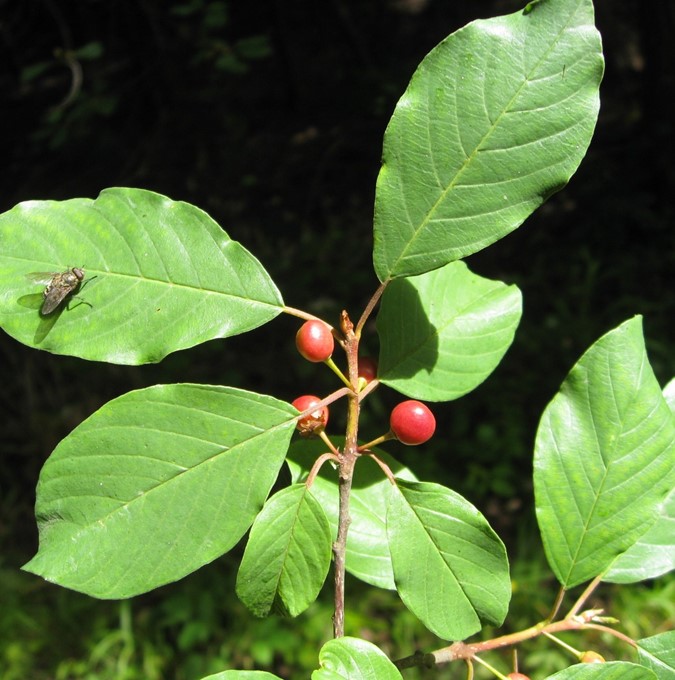 Brakved - Frangula alnus (Storlek: busk C5)