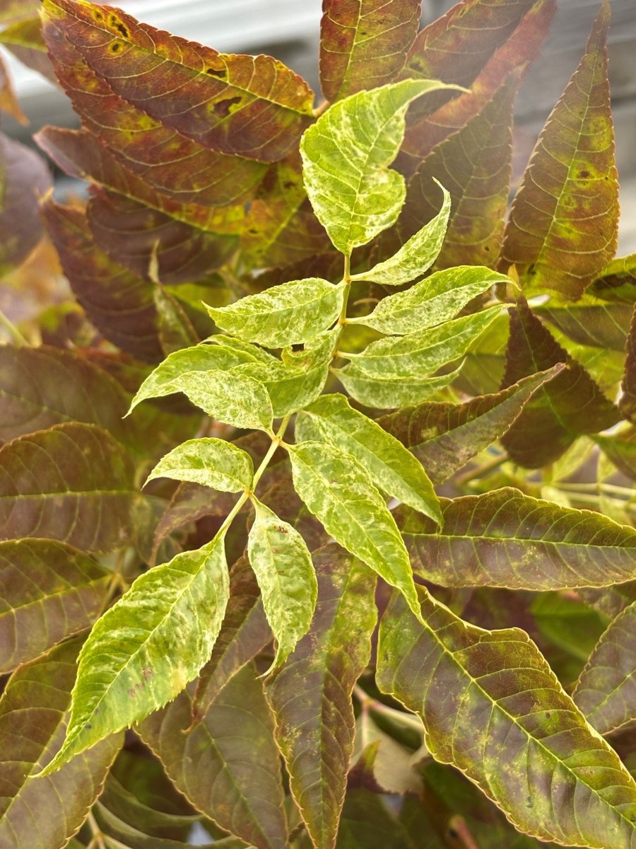 Ask - Fraxinus excelsior Argenteo-variegata (Storlek: utr 140-160 C10)