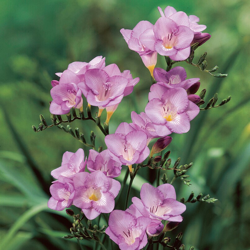 Freesia Enkel 15st - Freesia Lila