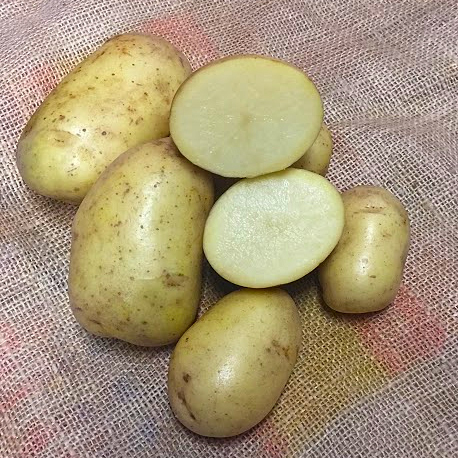 Sättpotatis Gatsby Ekologisk (Storlek: 1kg)