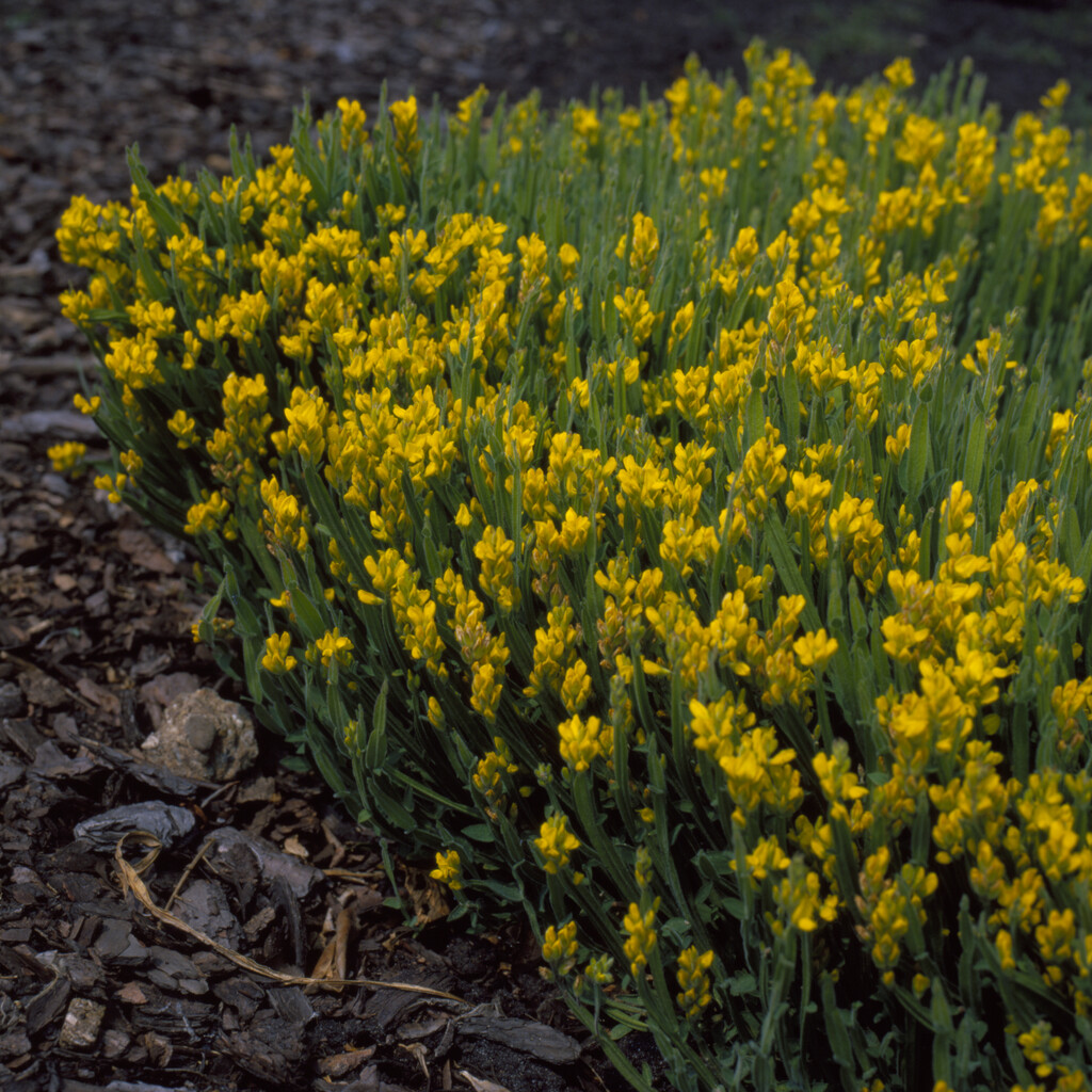 Vingginst - Genista sagittalis (Krukstorlek: 0,5-1L)