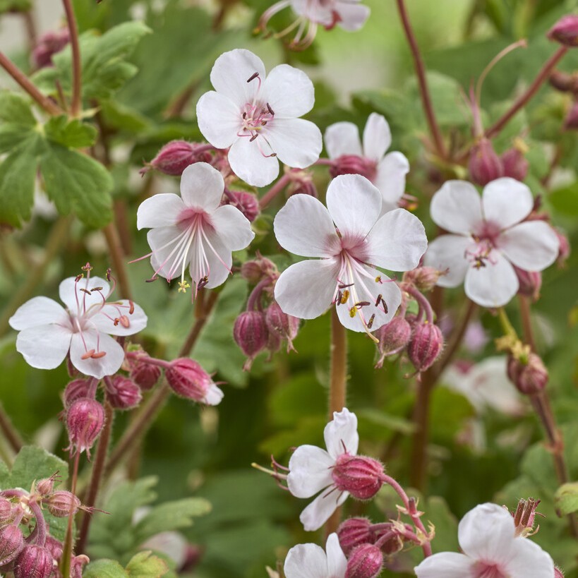 Flockn&auml;va - Geranium macrorrhizum Geranimo White (Krukstorlek: 0,5-1L)