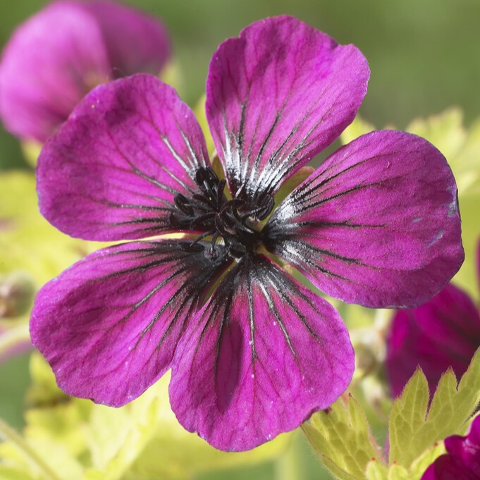 Trädgårdsnäva - Geranium hybr. Sandrine ® (Krukstorlek: 0,5-1L)