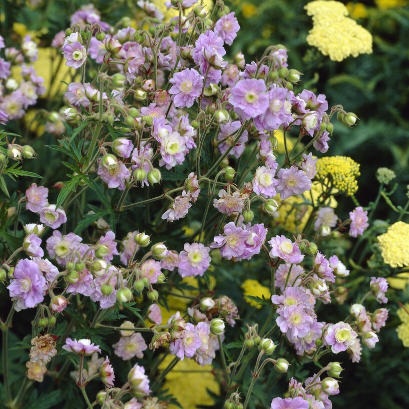 Trädgårdsnäva - Geranium hybr. Summer Skies ® (Krukstorlek: 0,5-1L)