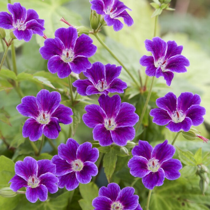 Blanknäva - Geranium nodosum Tony´s Talisman (Krukstorlek: 0,5-1L)