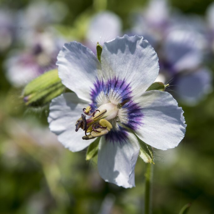 Brunnäva - Geranium phaeum Wendy´s Blush (Krukstorlek: 0,5-1L)
