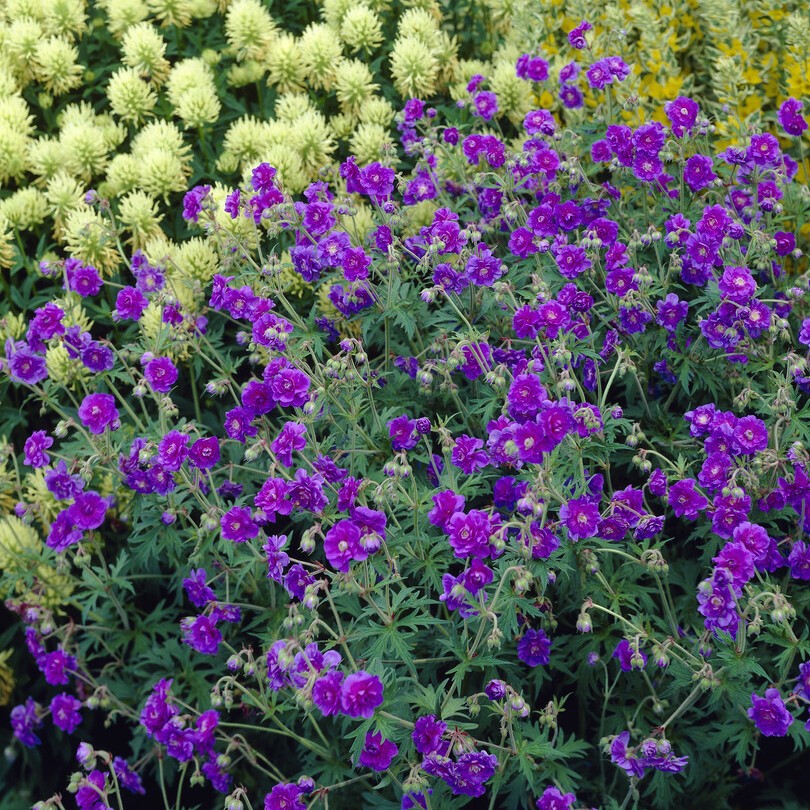 &Auml;ngsn&auml;va - Geranium pratense Plenum Violaceum (Krukstorlek: 0,5-1L)