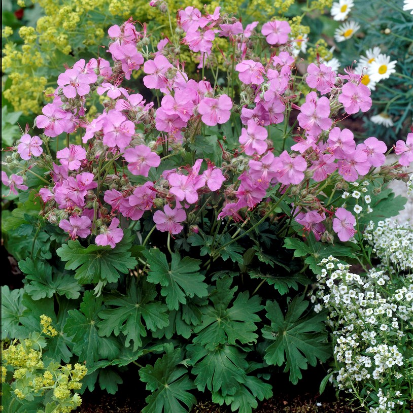Liten Flockn&auml;va - Geranium x cantabrigiense Karmina (Krukstorlek: 0,5-1L)