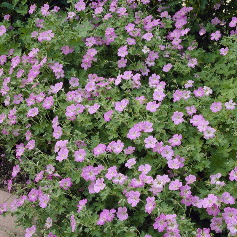 Chathamn&auml;va - Geranium x riversleaianum Mavis Simpson (Krukstorlek: 0,5-1L)