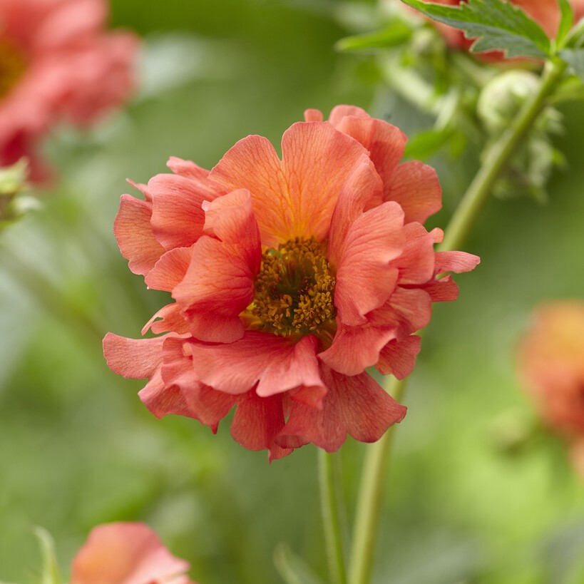 Trädgårdsnejlikrot - Geum hybr. Coral Tempest ® (Krukstorlek: 0,5-1L)
