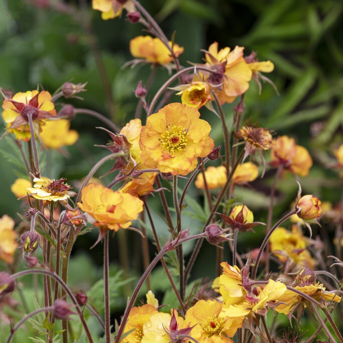 Tr&auml;dg&aring;rdsnejlikrot - Geum hybr. Mango Lassi (Krukstorlek: 0,5-1L)