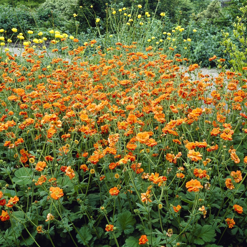 Tr&auml;dg&aring;rdsnejlikrot - Geum hybr. Prinses Juliana (Krukstorlek: 0,5-1L)