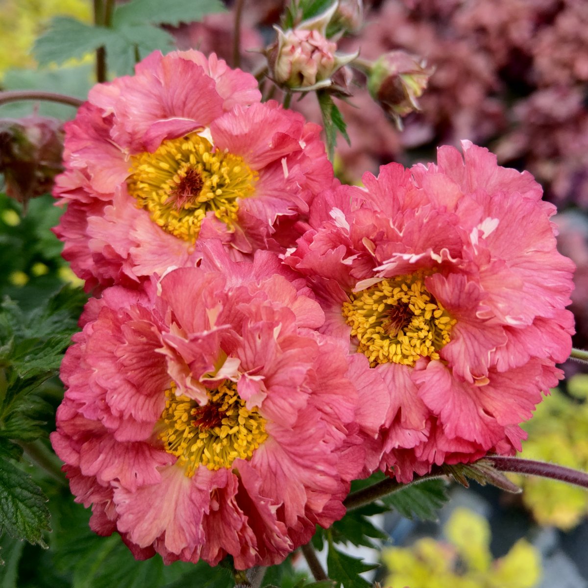 Tr&auml;dg&aring;rdsnejlikrot - Geum hybr. Bohema Pink &reg; (Krukstorlek: 0,5-1L)