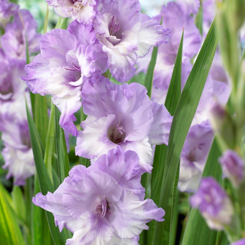 Gladiol Storblommig Blue Frost 10st Gladiolus