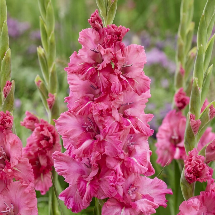 Gladiol Storblommig Kingston Ruffle 10st - Gladiolus hortulanus Kingston Ruffle
