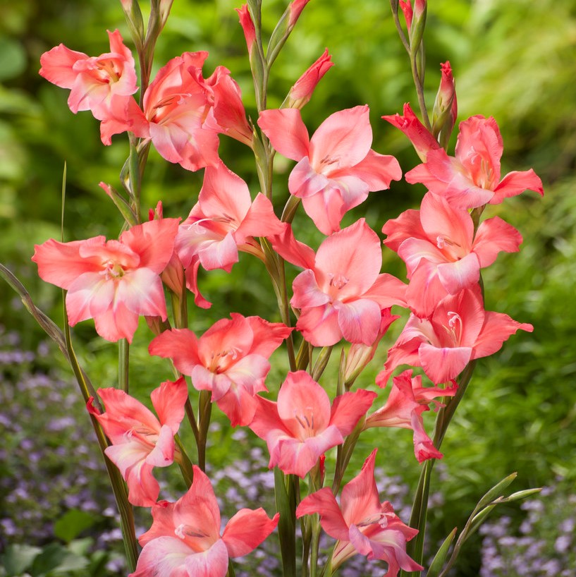 Gladiol Småblommig Charming Beauty 10st - Gladiolus Charming Beauty