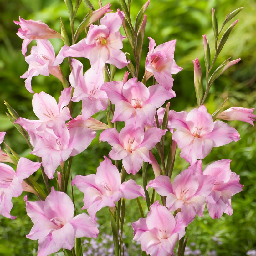 Gladiol Småblommig Charming Lady 10st - Gladiolus Charming Lady