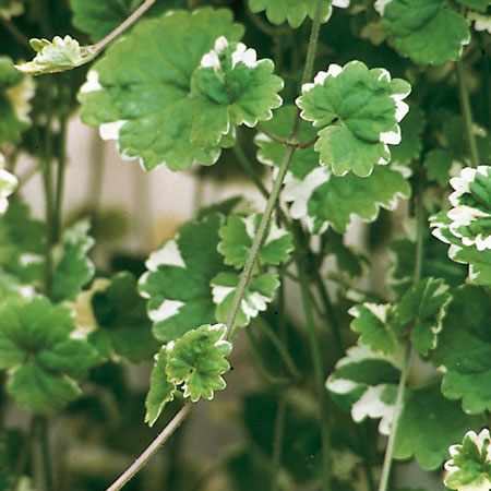 Jordreva, Glechoma, Stickling 3-pack - Glechoma Variegata