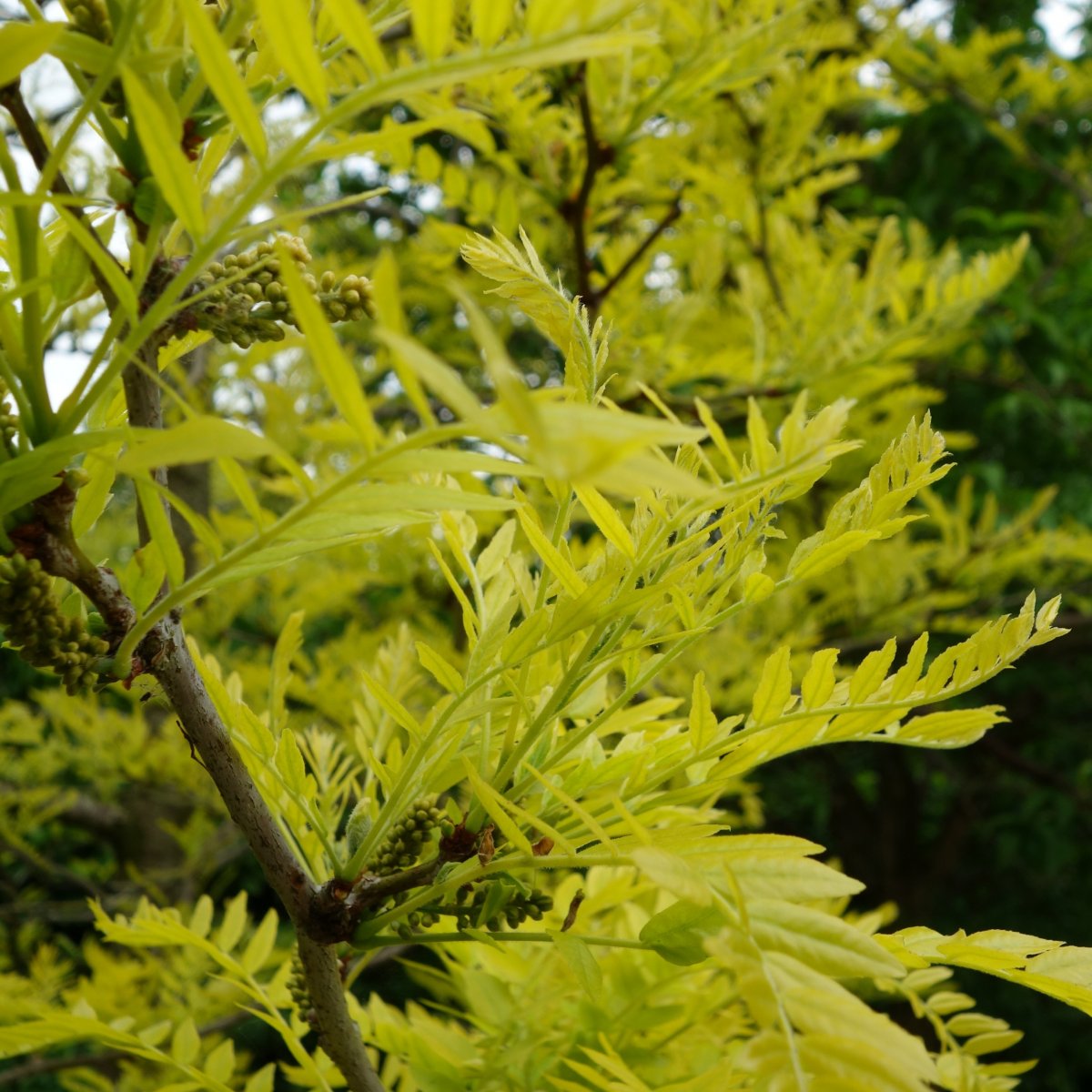 Amerikansk Korst&ouml;rne - Gleditsia triacanthos Spectrum (Storlek: utr 125-150 C10)