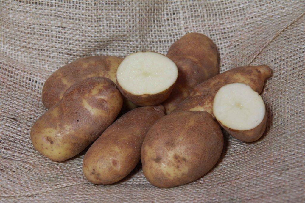 Sättpotatis Golden Wonder Ekologisk (Storlek: 1kg)