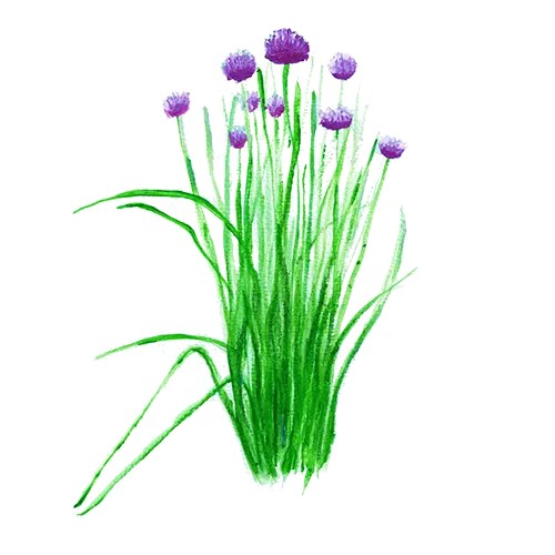 Gr&auml;sl&ouml;k - Allium schoenoprasum