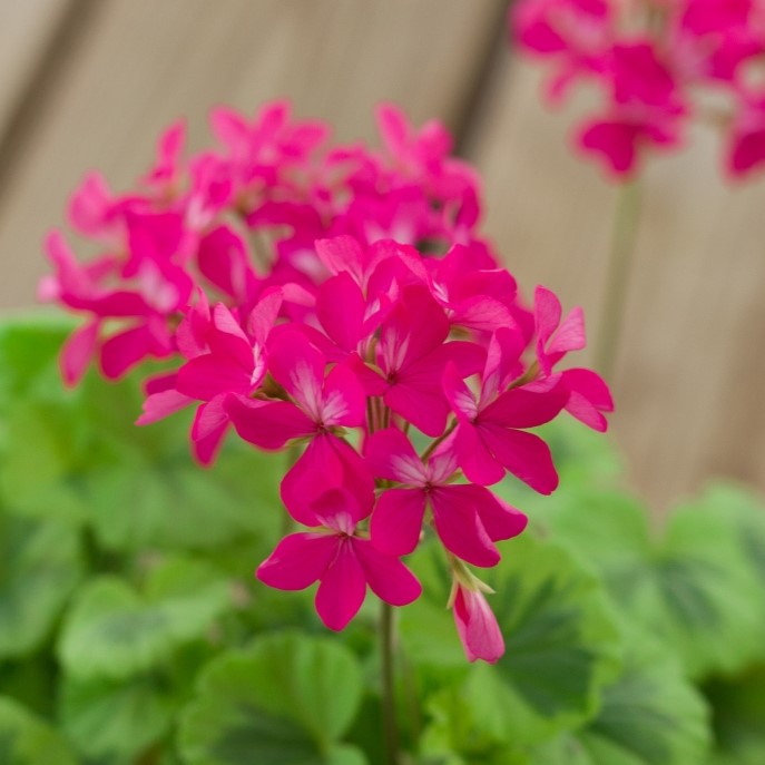 Dekorativpelargon, kruka - Pelargonium x hortorum Greengold Petit Pierre