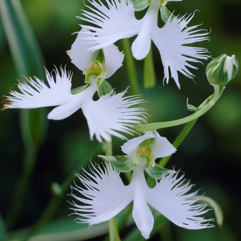 Hägerorkidée Pecteilis radiata (Habenaria radiata) 1st - Pecteilis radiata
