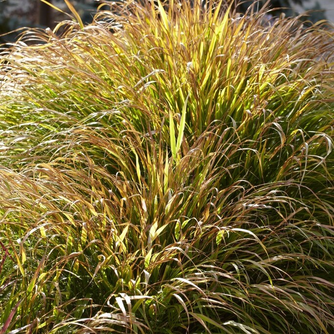 Hakonegräs - Hakonechloa macra Beni Kaze (Krukstorlek: 0,5-1L)