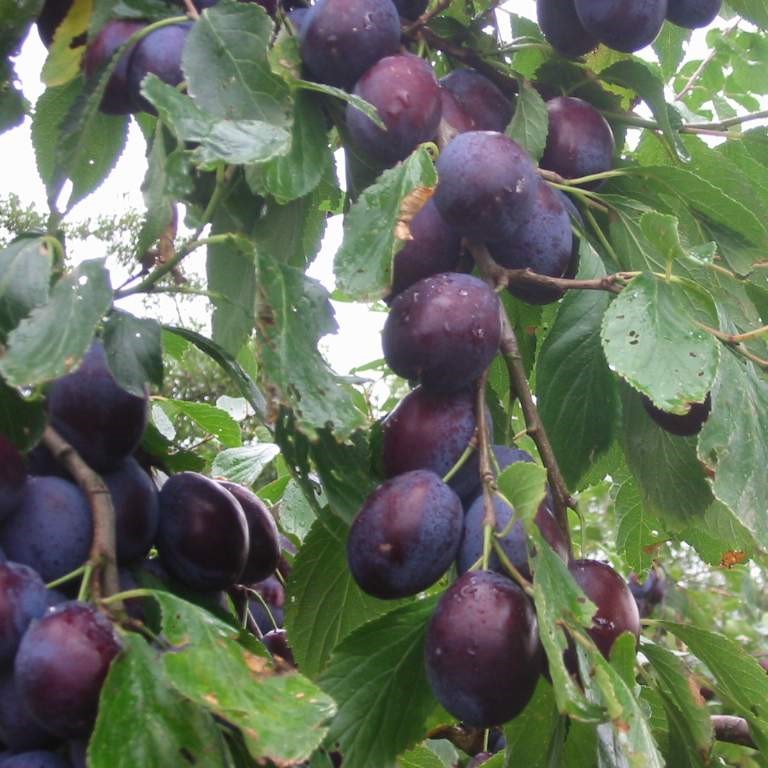 Sviskonplommon - Prunus domestica Hanita &reg; (Storlek: stam P. cer 2 &aring;rs co)