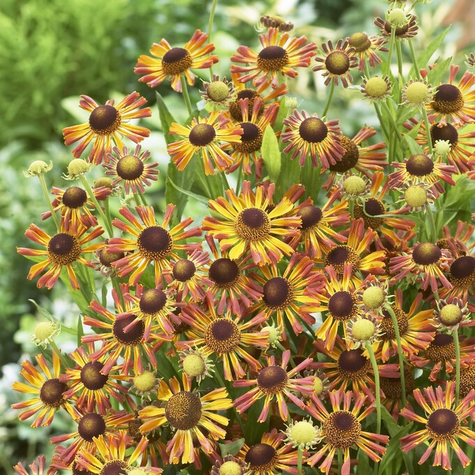 Trädgårdssolbrud - Helenium aut. hybr. Loysder Wieck (Krukstorlek: 0,5-1L)