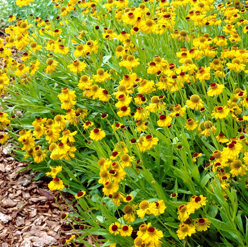 Trädgårdssolbrud - Helenium aut. hybr. The Bishop (Krukstorlek: 0,5-1L)