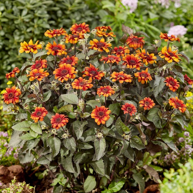 Dag&ouml;ga - Heliopsis helianthoides Luna Roja (Krukstorlek: 0,5-1L)