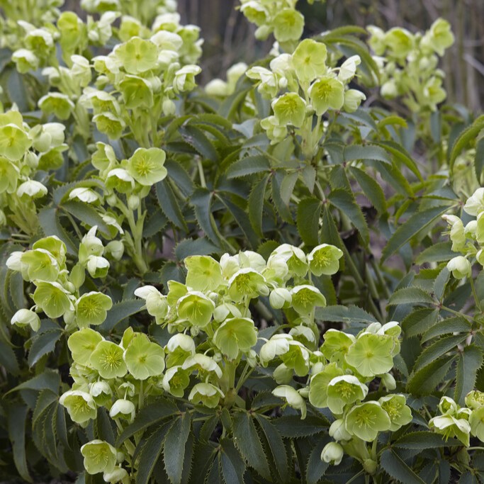 Stamjulros - Helleborus argutifolius (Krukstorlek: 0,5-1L)