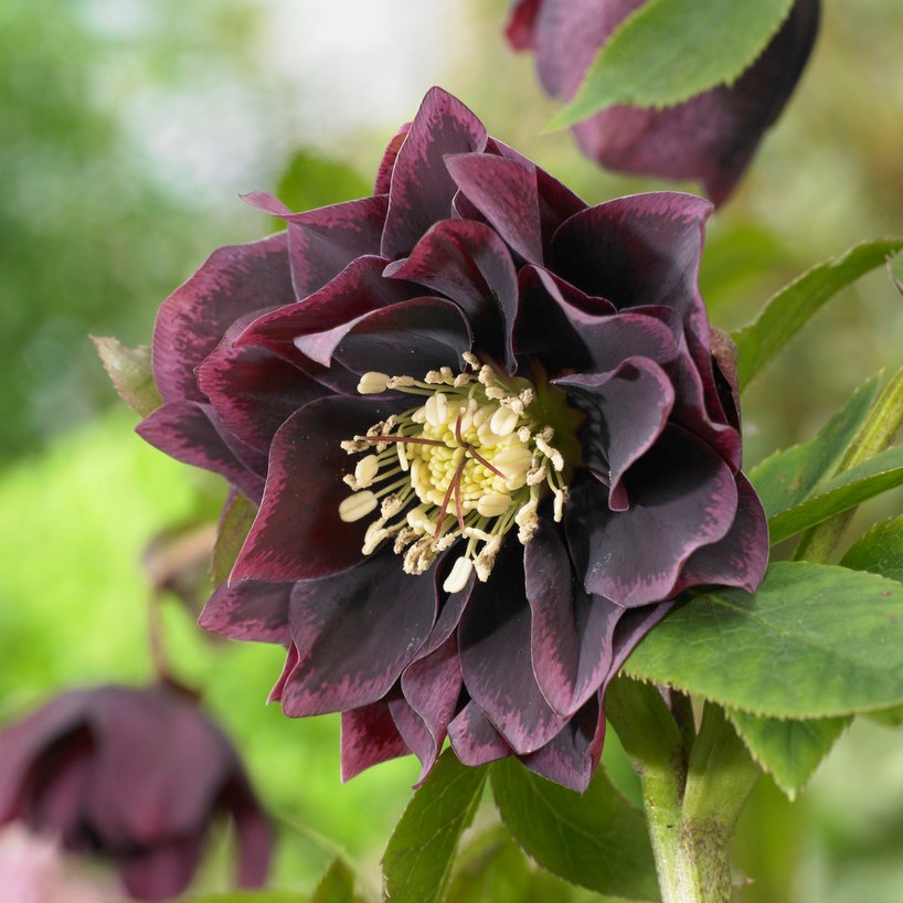 Hybridjulros - Helleborus x hybridus Double Ellen Purple (Krukstorlek: P9cm)